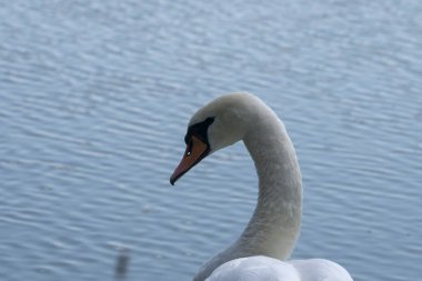 Beyaz kuğulu göl. Güzel kuş portresi.