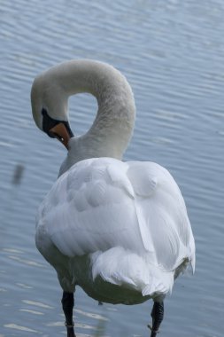 Beyaz kuğulu göl. Güzel kuş portresi.
