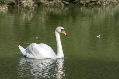 Beyaz kuğulu göl. Güzel kuş portresi.