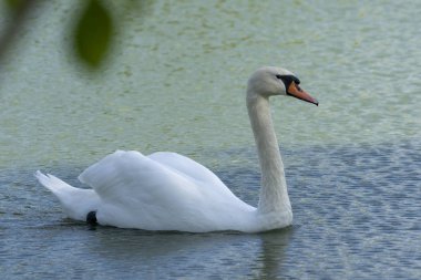 Beyaz kuğulu göl. Güzel kuş portresi.