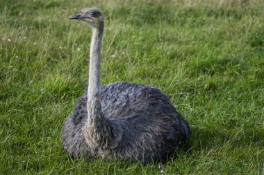 Devekuşu. Kuş baş ve boyun fotoğrafı. Hayvan portresi