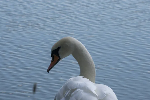 Jezioro z białym łabędziem. Portret pięknego ptaka. — Zdjęcie stockowe