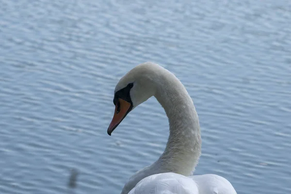 白い白鳥の湖美しい鳥の肖像. — ストック写真