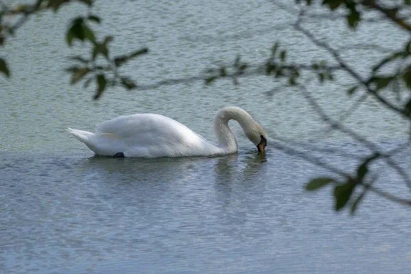 See mit einem weißen Schwan. Porträt eines schönen Vogels. — Stockfoto