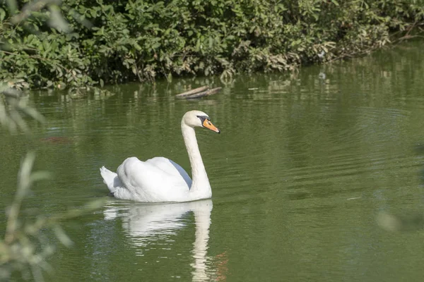 See mit einem weißen Schwan. Porträt eines schönen Vogels. — Stockfoto