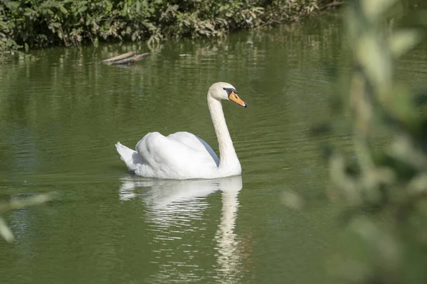 湖与一只白天鹅。美丽的鸟的肖像. — 图库照片