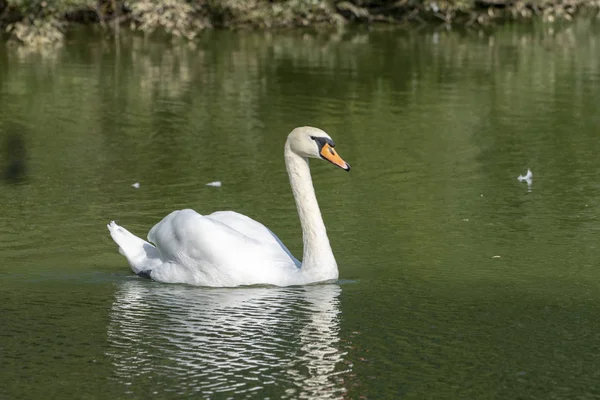 Lac avec un cygne blanc. Portrait de bel oiseau . — Photo