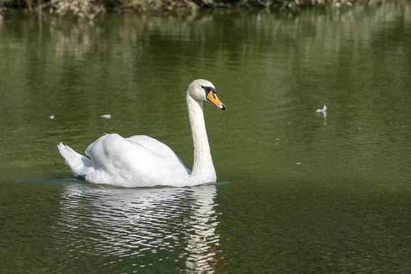 白い白鳥の湖美しい鳥の肖像. — ストック写真