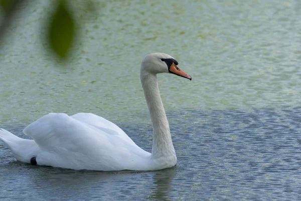 Lac avec un cygne blanc. Portrait de bel oiseau . — Photo