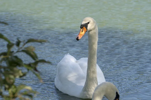 Lago con un cisne blanco. Retrato de pájaro hermoso . — Foto de Stock