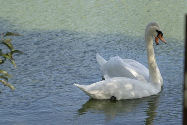 Lago con un cisne blanco. Retrato de pájaro hermoso . — Foto de Stock