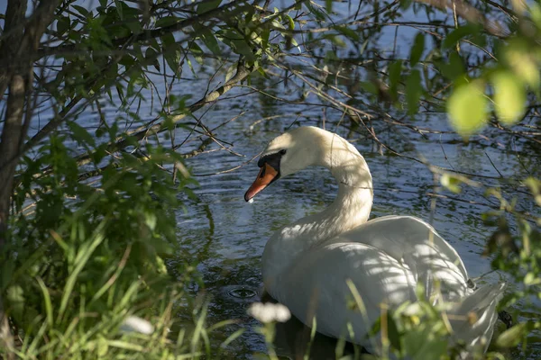 Lago con un cisne blanco. Retrato de pájaro hermoso . — Foto de Stock