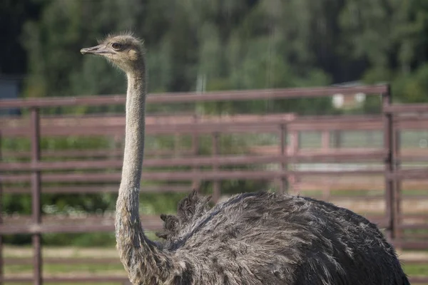 Ostrich. Photo of bird head and neck. Portrait of animal — Stock Photo, Image