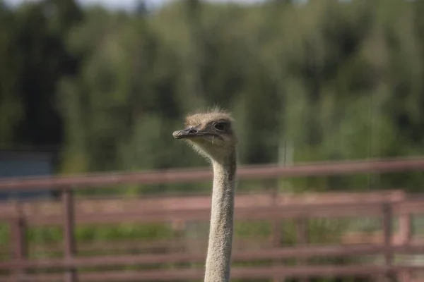 Avestruz. Foto de cabeça e pescoço de pássaro. Retrato de animal — Fotografia de Stock