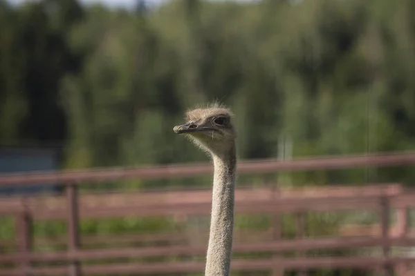 Avestruz. Foto de cabeça e pescoço de pássaro. Retrato de animal — Fotografia de Stock