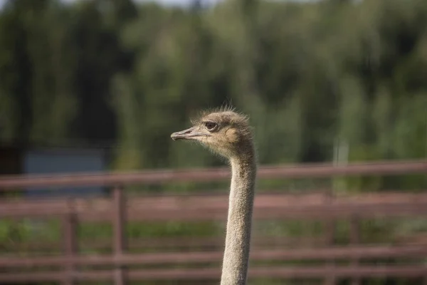 Avestruz. Foto de cabeça e pescoço de pássaro. Retrato de animal — Fotografia de Stock