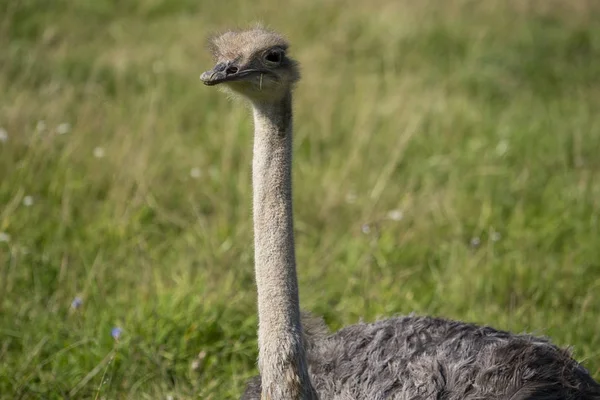 Στρουθοκαμήλου. Φωτογραφία από κεφαλή πουλιού και λαιμό. Πορτρέτο του ζώου — Φωτογραφία Αρχείου