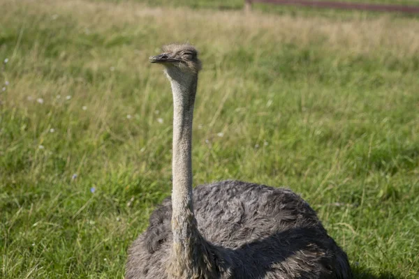 ダチョウ。鳥の頭と首の写真。動物の肖像 — ストック写真