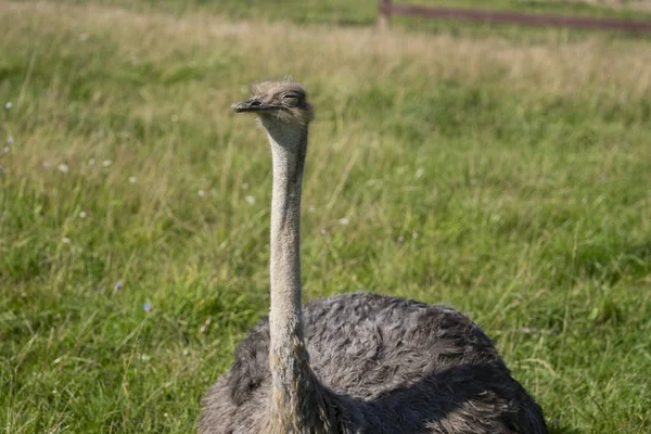 ダチョウ。鳥の頭と首の写真。動物の肖像 — ストック写真