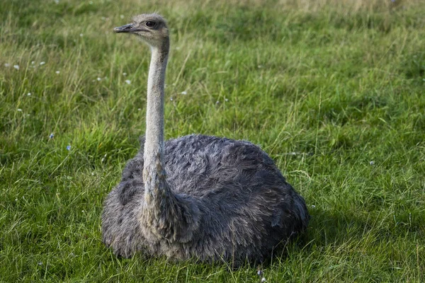 ダチョウ。鳥の頭と首の写真。動物の肖像 — ストック写真