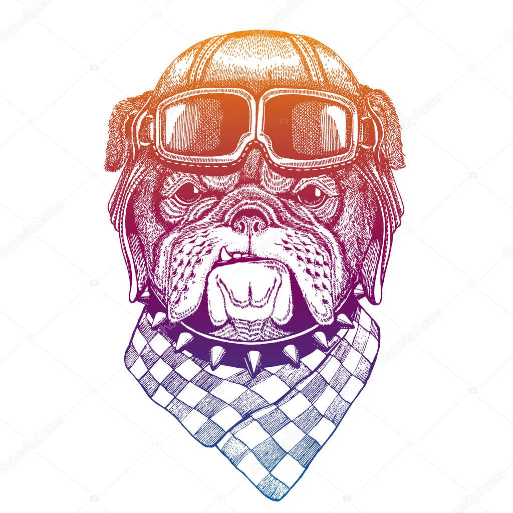Animal wearing vintage aviator leather helmet. Image in retro style. Flying, motorcycle biker club emblem. Vector illustration, print for tee shirt, emblem, badge logo patch