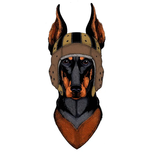 Dog, doberman. Rugby leather helmet. Portait of animal. — Stock Vector