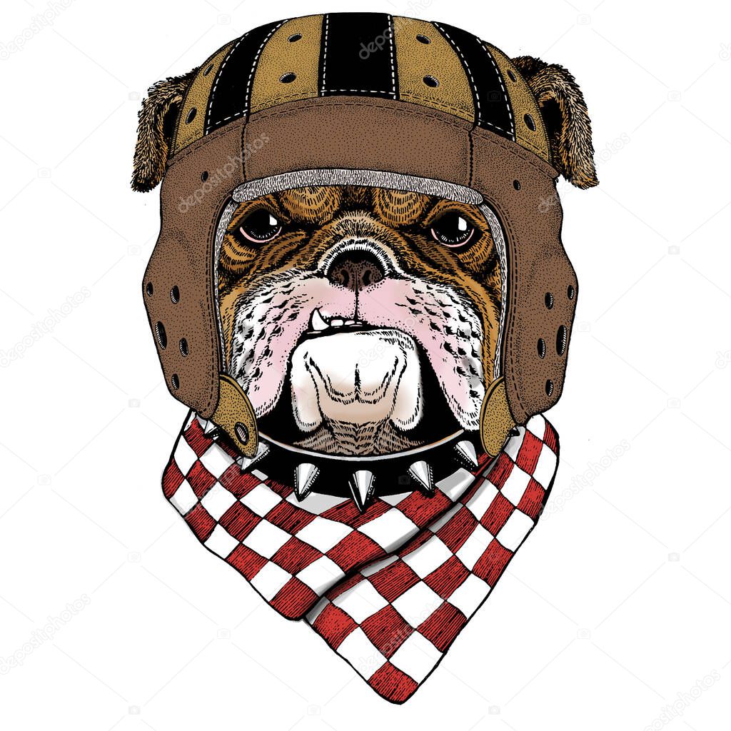 Animal with rugby helmet. Vintage retro design.