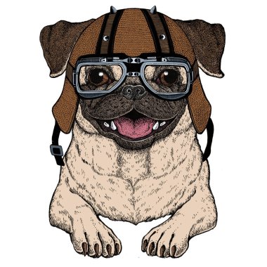 Pug. Güzel hayvan portresi. Köpek kafası. Motosiklet kaskı.