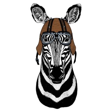 Zebra portresi. Vahşi hayvanların başı. Motosiklet kaskı.