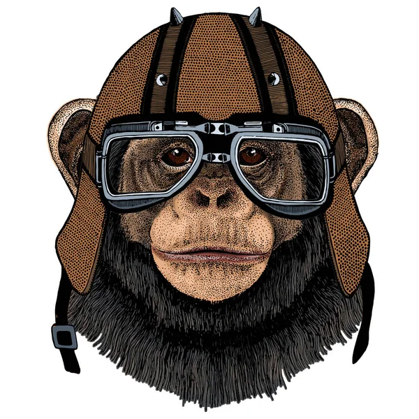 침팬지, 침팬지 사진. 원숭이 얼굴. 유인원 머리. 오토바이 헬멧. — 스톡 벡터