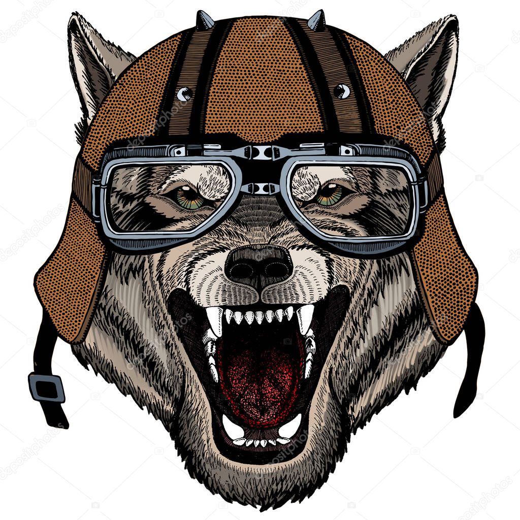 Wolf portrait. Head of wild animal. Motorcycle helmet.