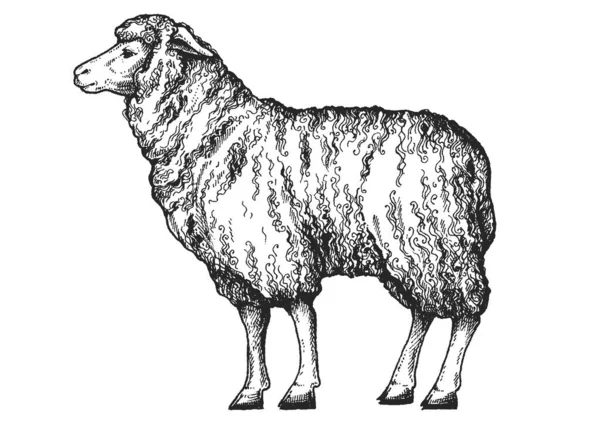 Сельскохозяйственные Животные Классическая Иллюстрация Стиле Ретро — стоковый вектор