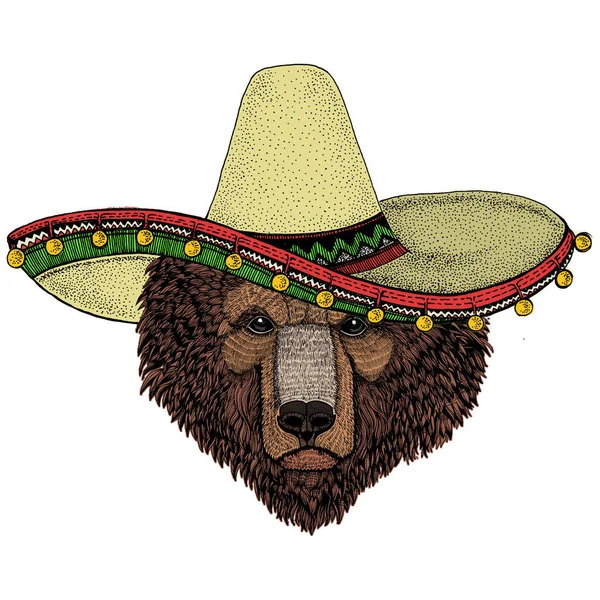 Orso selvatico. Cappello sombrero messicano. Ritratto di animale per emblema, logo, maglietta. — Foto Stock