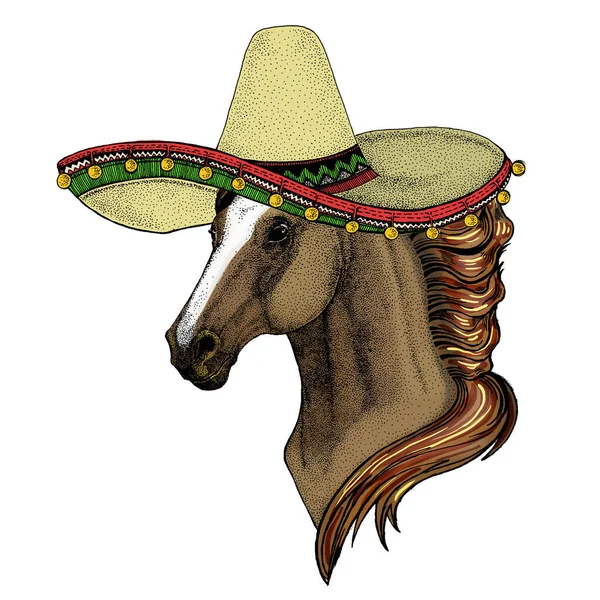 Caballo, caballo, corcel. Sombrero sombrero mexicano. Retrato de animal salvaje. — Foto de Stock