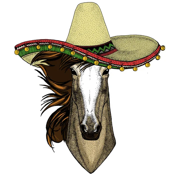 馬、馬、馬、コース。メキシコ風の帽子だ。野生動物の肖像. — ストック写真