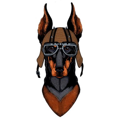 Köpek, doberman. Hayvan portresi. Motosiklet kaskı.