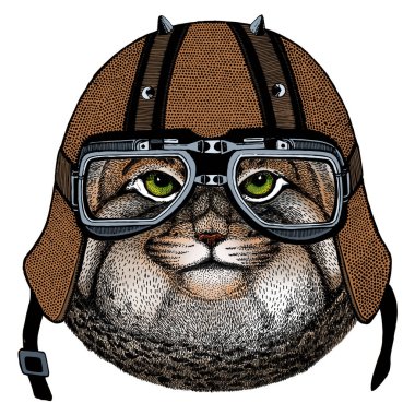 Pallas kedi kafası. Manul kafa. Vahşi kedi portresi. Motosiklet kaskı.