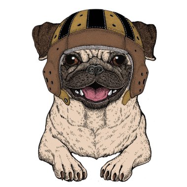 Pug. Rugby deri kaskı. Güzel hayvan portresi. Köpek kafası..