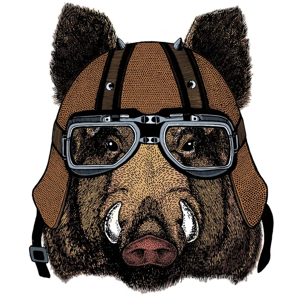 Retrato de porco selvagem, javali, porco. Cara de animal corajoso. Capacete de motocicleta . —  Vetores de Stock