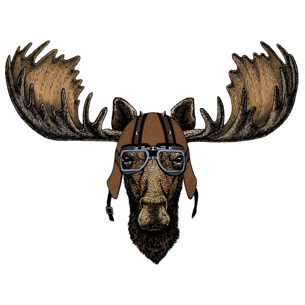 Moose head. Portrait of funny animal. Motorcycle helmet. — Stock Vector