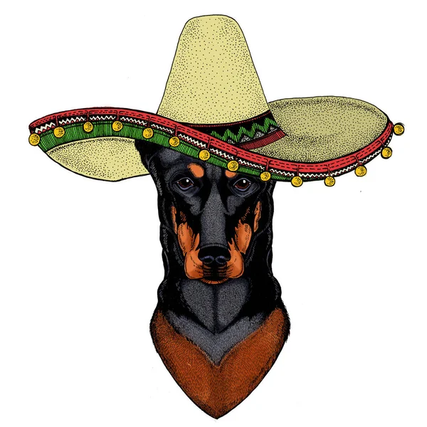 Hund, doberman. Sombrero mexikansk hatt. Djurens hamn. — Stock vektor