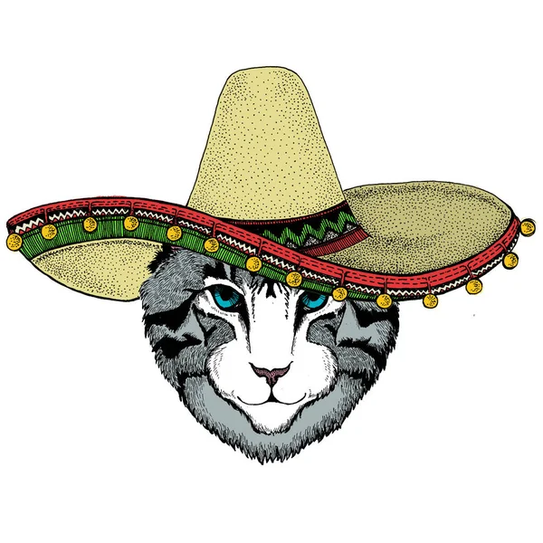 Házi macska arca. Sombrero mexikói kalap. Állatportré. Aranyos cica, cica.. — Stock Vector