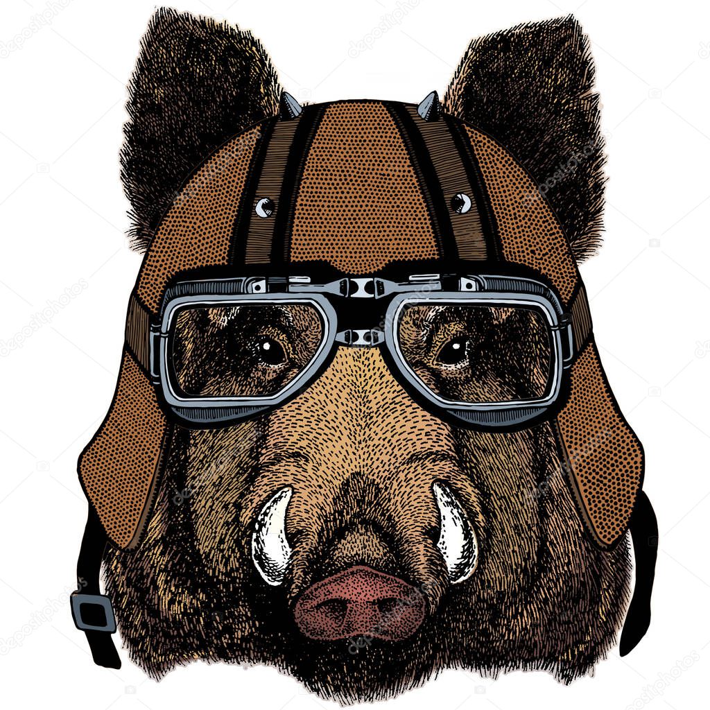 Ritratto Di Giovane Maiale Selvaggio Del Cinghiale Fotografia Stock - Foto 2