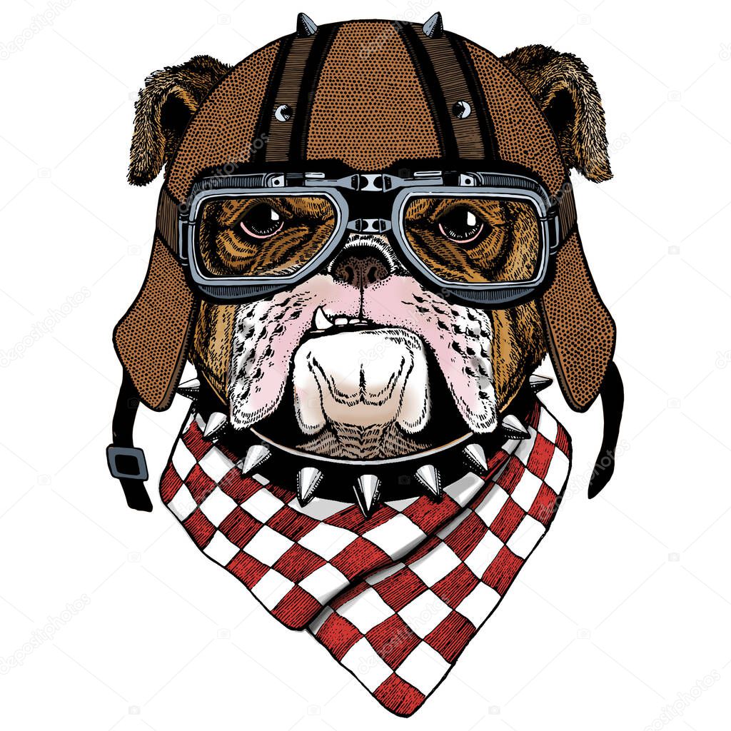 Motorcycle helmet. Mascot, character Face of wild animal.