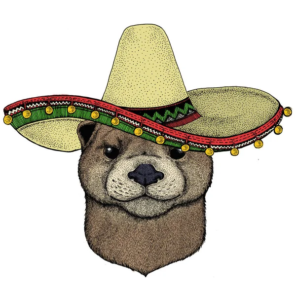 カワウソの肖像画。メキシコ風の帽子だ。かわいい動物の頭. — ストック写真