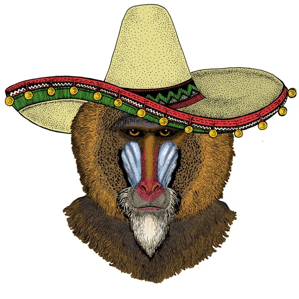 Baviaan, aap, aap. Sombrero Mexicaanse hoed. Hoofd, portret van dier. — Stockvector
