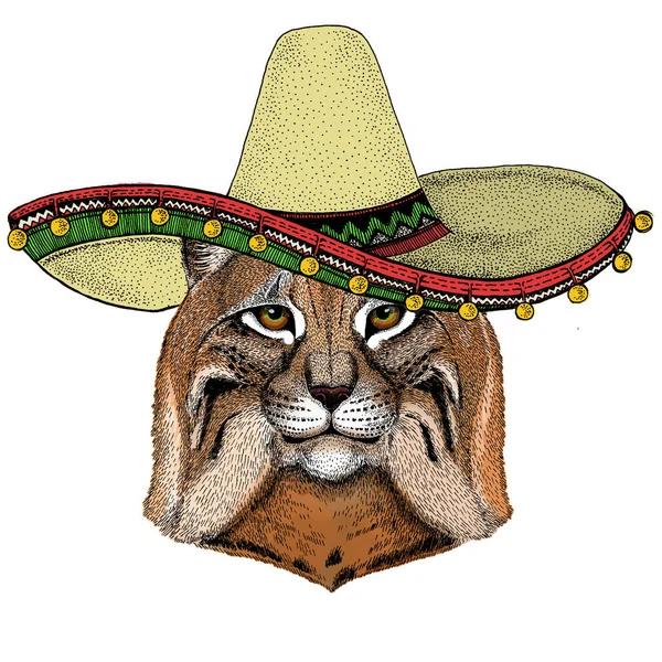 Lynx, bobcat, trot portrait. Sombrero mexican hat. Head of wild cat. Animal face. — Stock Vector