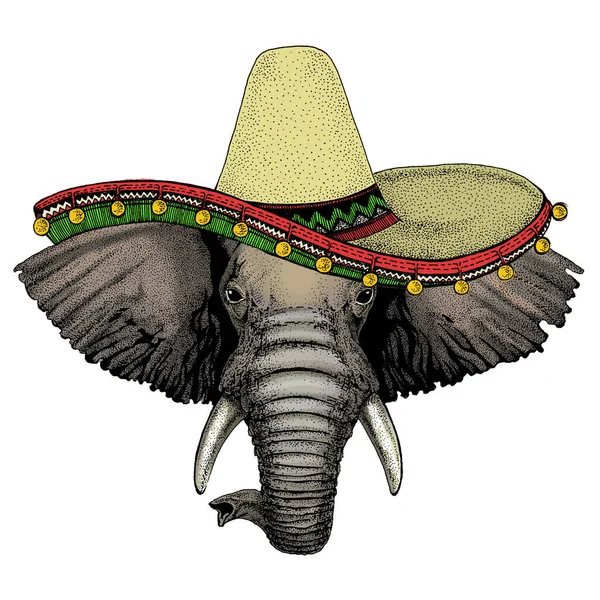 코끼리 머리. 솜브레로 멕시코 모자야. 야생 동물의 모습. — 스톡 벡터