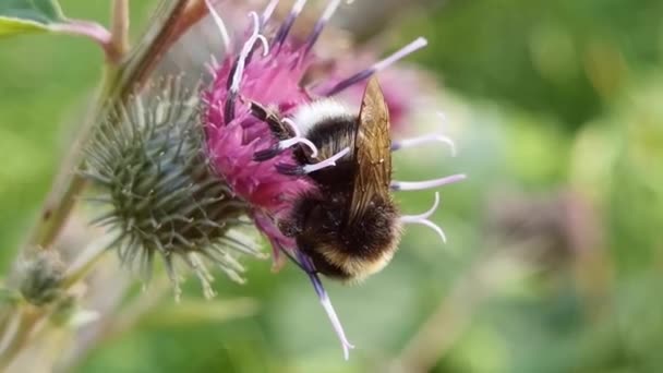 Bourdon volant, essayant de trouver un moyen dans la plante de pavot. — Video