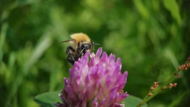 Il calabrone raccoglie il polline dai fiori. Bumblebee e fiori da vicino — Video Stock